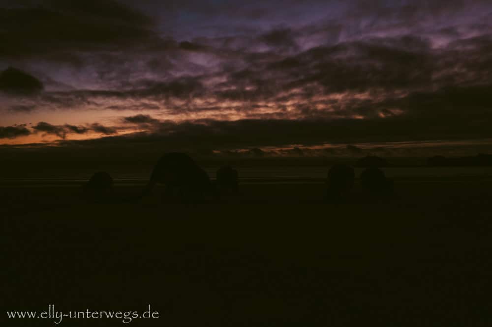 Känguru am Strand von Cape Hillsborough bei Sonnenaufgang
