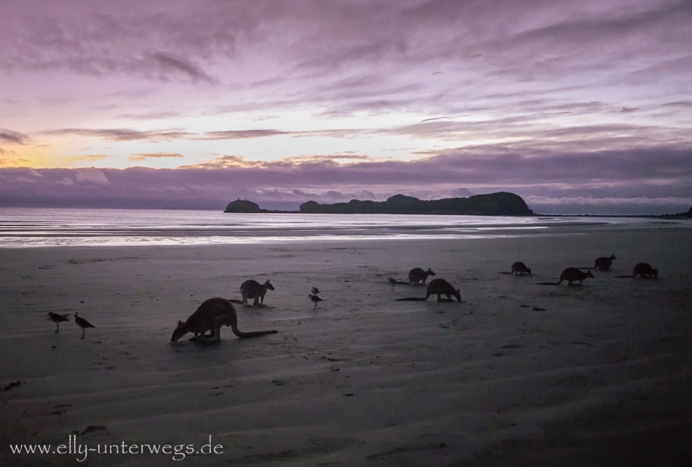 Känguru am Strand von Cape Hillsborough am frühen Morgen
