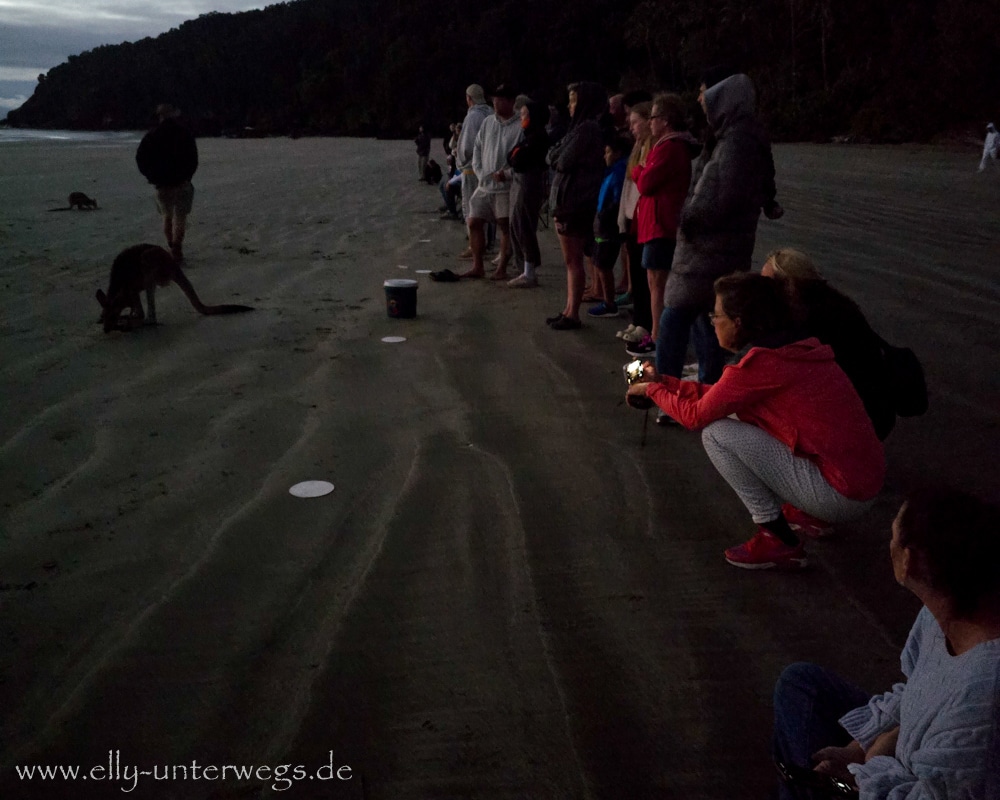 Kängurus und Wallabies beim Sunrise-Erlebnis am Cape Hillsborough