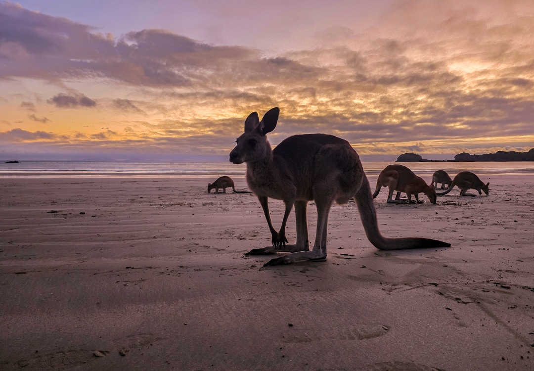Mit Teenagern durch Australien ohne Mietwagen: Kängurus am Strand von Cape Hillsborough