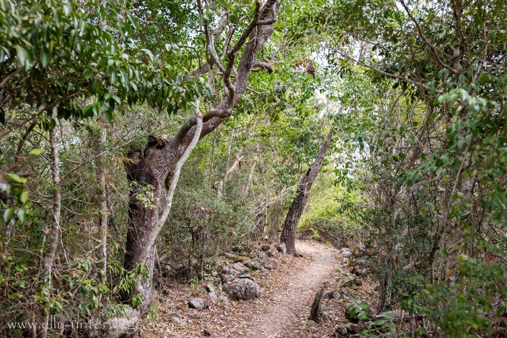 Wald und felsiger Weg auf dem Andrews Point Track am Cape Hillsborough
