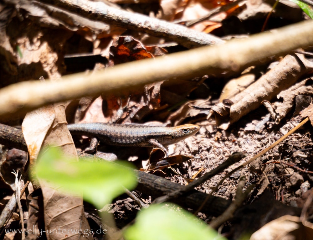 Wald und felsiger Weg auf dem Andrews Point Track am Cape Hillsborough