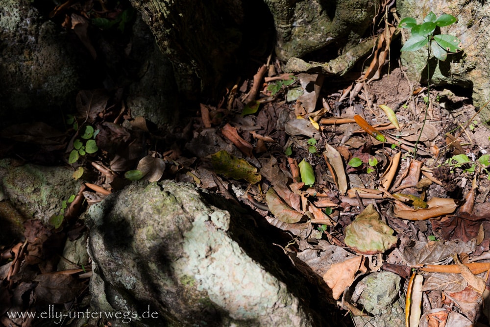 Wald und felsiger Weg auf dem Andrews Point Track am Cape Hillsborough