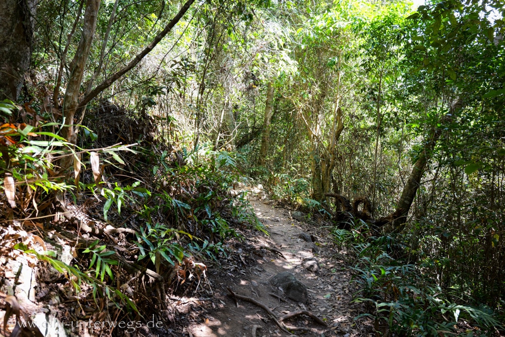 Wald und felsiger Weg auf dem Andrews Point Track am Cape Hillsborough