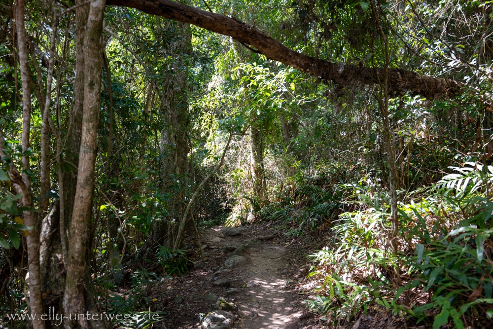 Wald und felsiger Weg auf dem Andrews Point Track am Cape Hillsborough