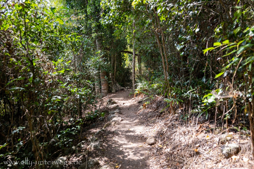 Wald und felsiger Weg auf dem Andrews Point Track am Cape Hillsborough