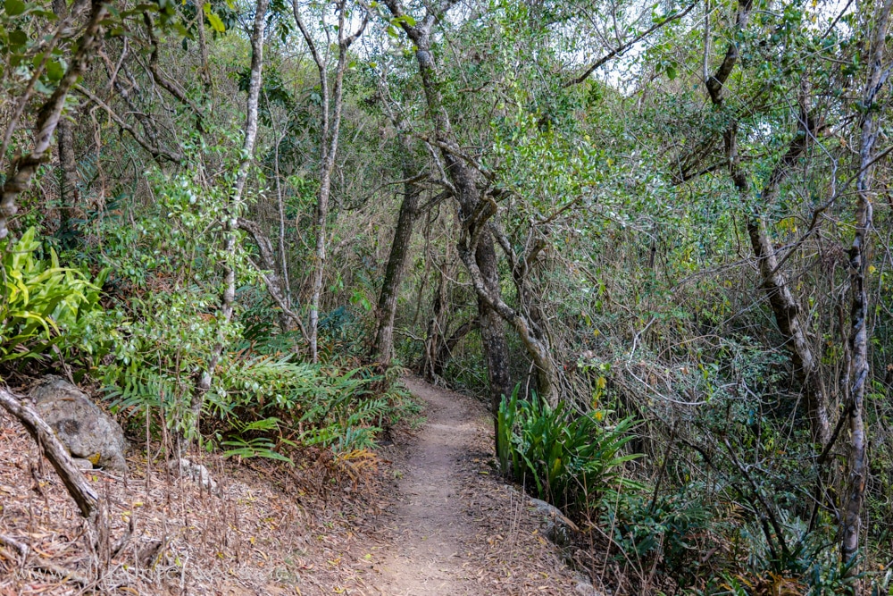 Wald und felsiger Weg auf dem Andrews Point Track am Cape Hillsborough