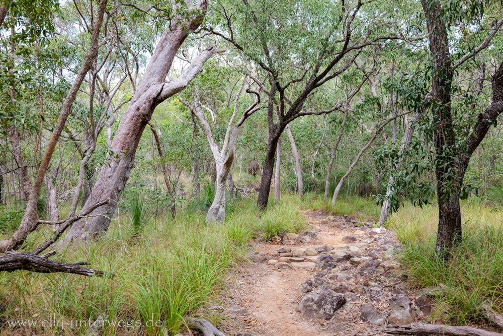 Wald und felsiger Weg auf dem Andrews Point Track am Cape Hillsborough