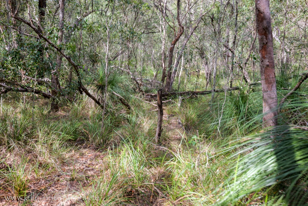 Wald und felsiger Weg auf dem Andrews Point Track am Cape Hillsborough