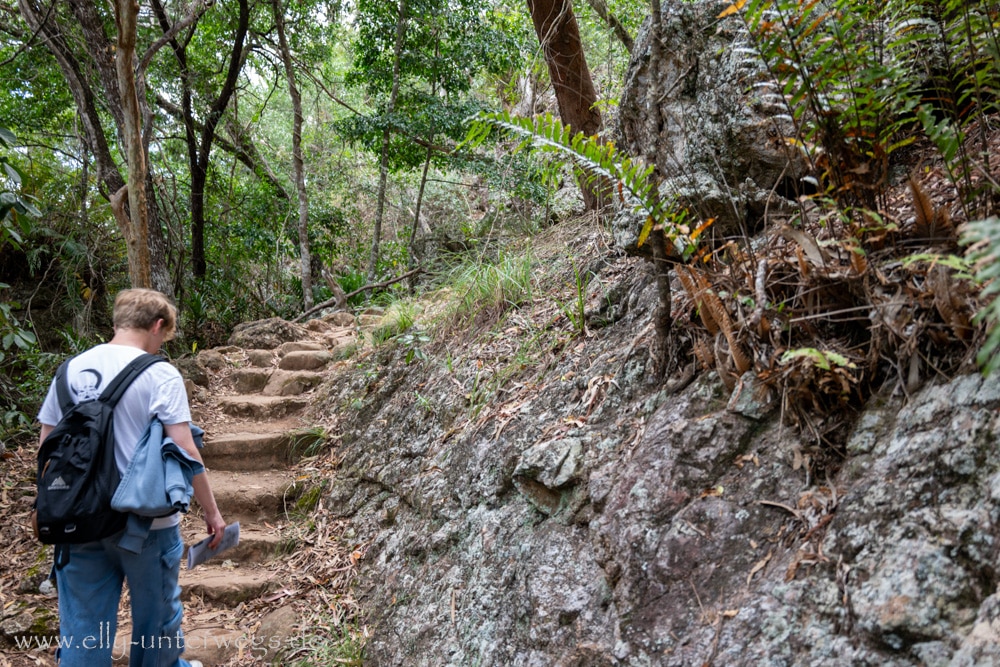 Beginn des Andrews Point Track am Cape Hillsborough mit Stufen und felsigem Weg