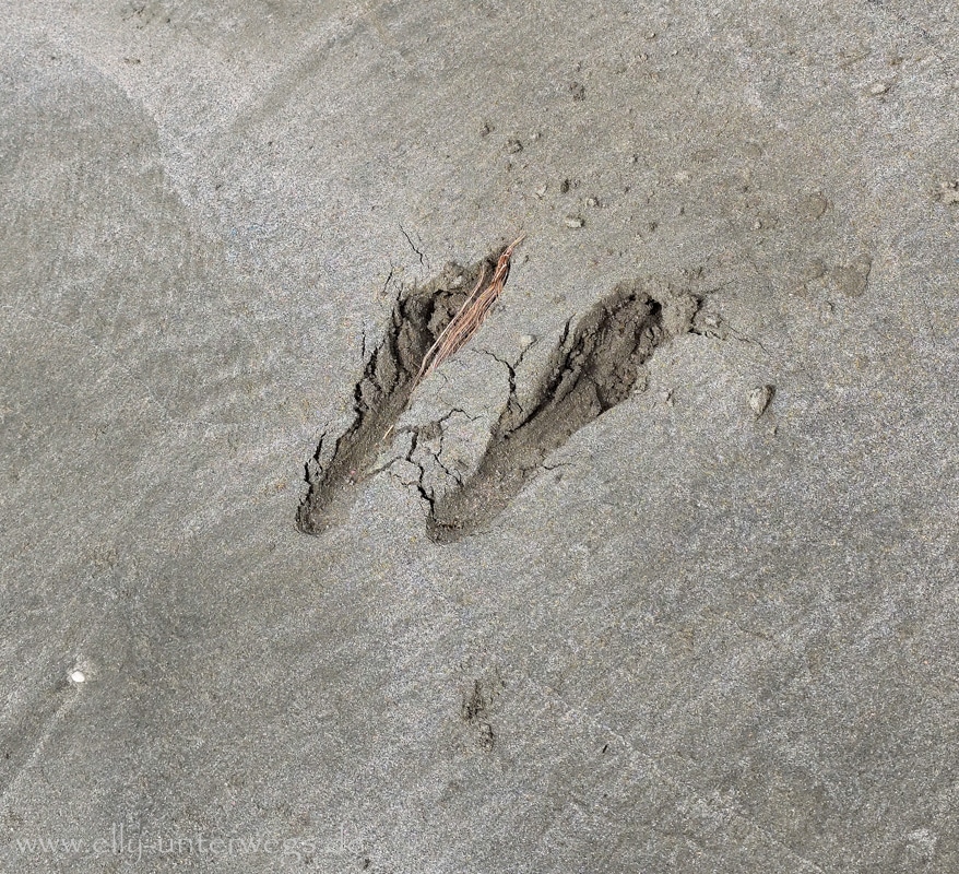 Strand, Ebbe und Natur am Cape Hillsborough National Park in Queensland