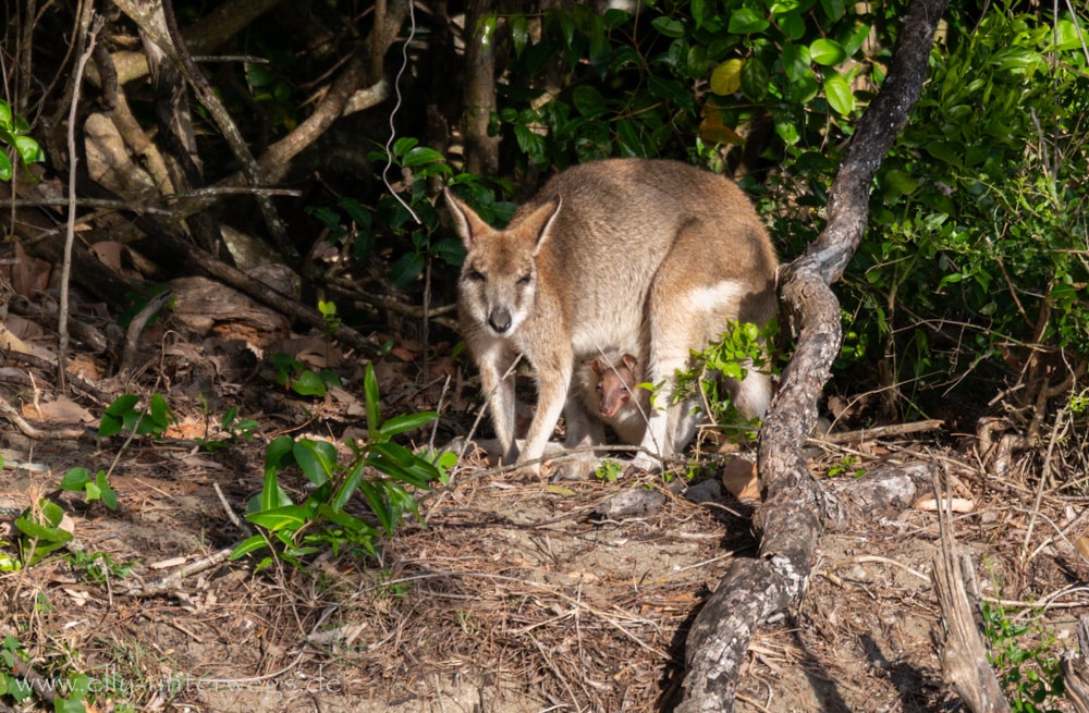 Wallaby mit Jungtier am Strand von Cape Hillsborough