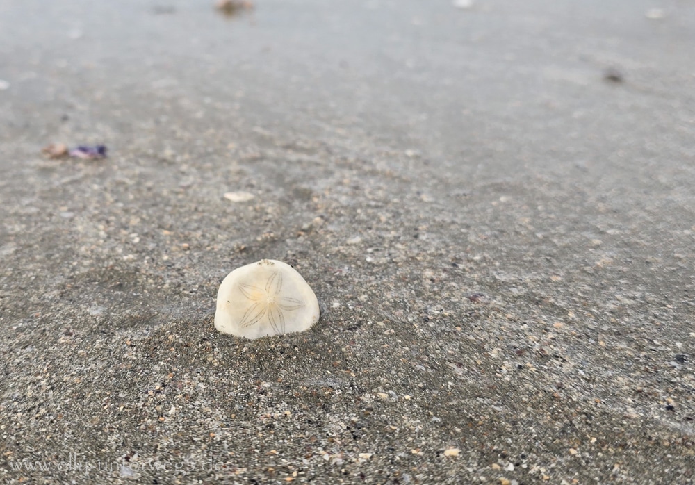 Strand, Ebbe und Natur am Cape Hillsborough National Park in Queensland