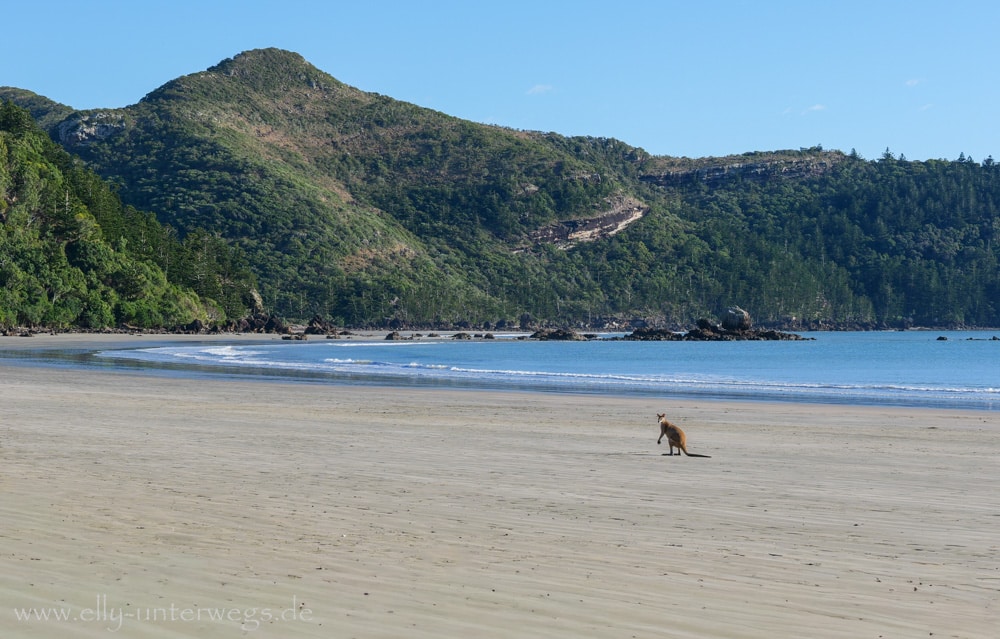 Strand, Ebbe und Natur am Cape Hillsborough National Park in Queensland