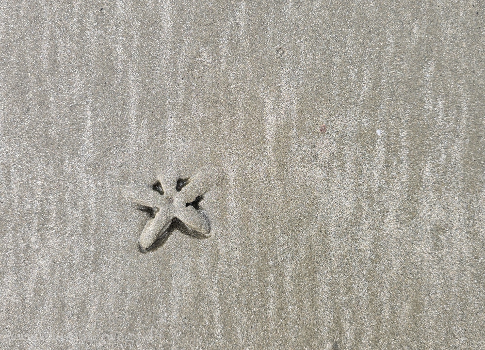 Strand, Ebbe und Natur am Cape Hillsborough National Park in Queensland