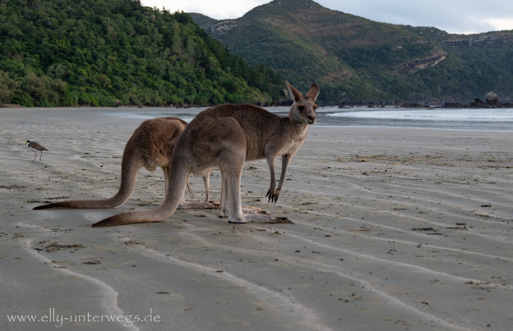 Kängurus und Wallabies am Cape Hillsborough am Morgen