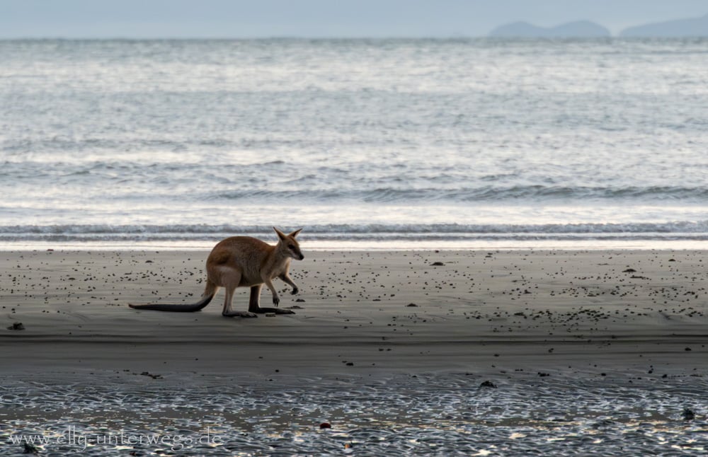 Kängurus und Wallabies am Cape Hillsborough am Morgen