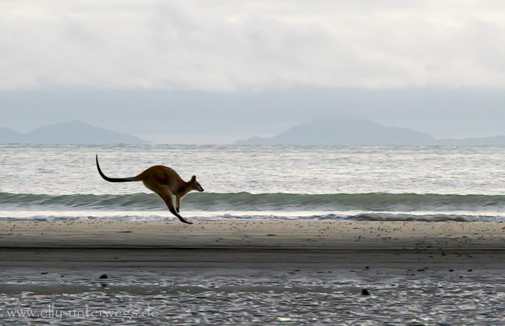 Wallaby am Cape Hillsborough am Morgen