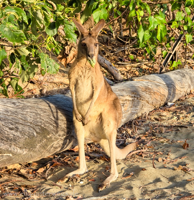 Wallaby am Cape Hillsborough am Morgen