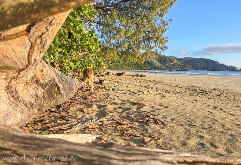 Känguru am Strand von Cape Hillsborough im Morgenlicht