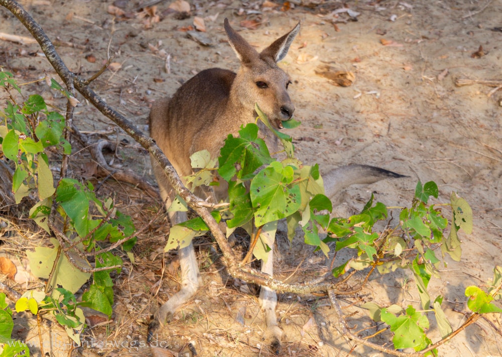 Kängurus und Wallabies am Cape Hillsborough am Morgen
