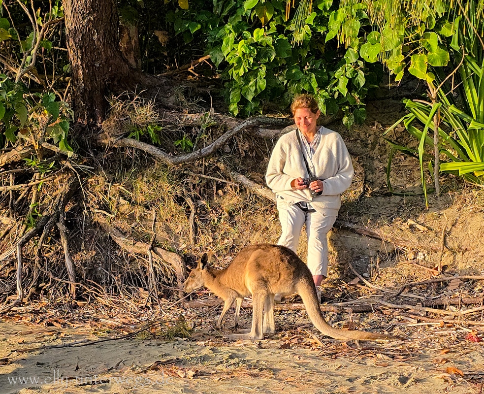 Känguru am Strand von Cape Hillsborough bei Sonnenaufgang