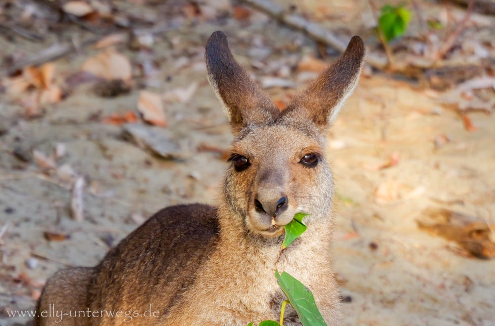 Kängurus und Wallabies am Cape Hillsborough am Morgen