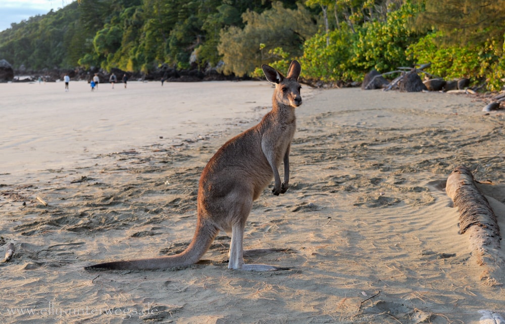 Kängurus und Wallabies am Cape Hillsborough am Morgen