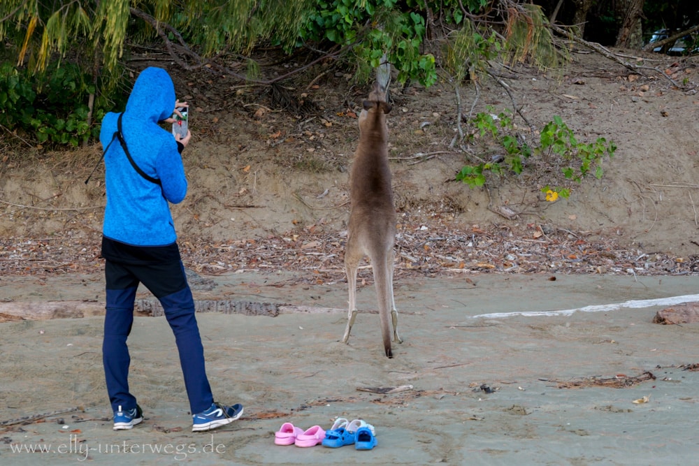 Kängurus und Wallabies am Cape Hillsborough am Morgen