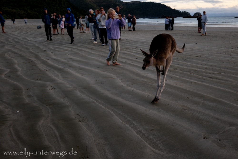 Kängurus und Wallabies am Strand von Cape Hillsborough bei Sonnenaufgang