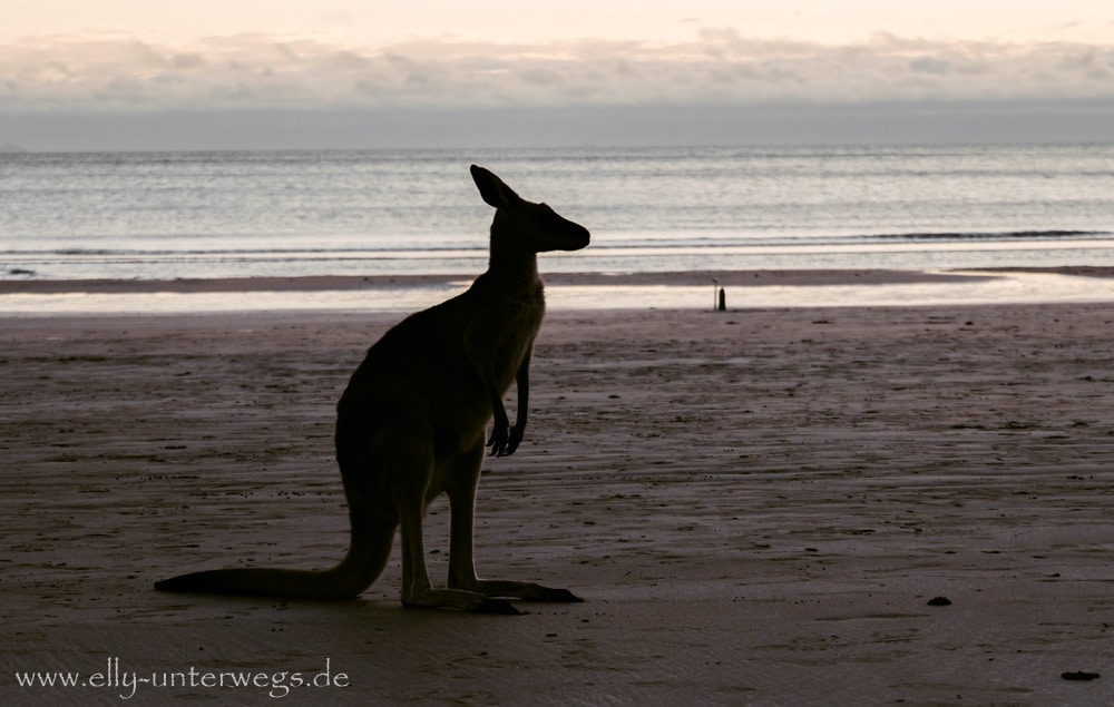 Wallaby am Strand von Cape Hillsborough bei Sonnenaufgang