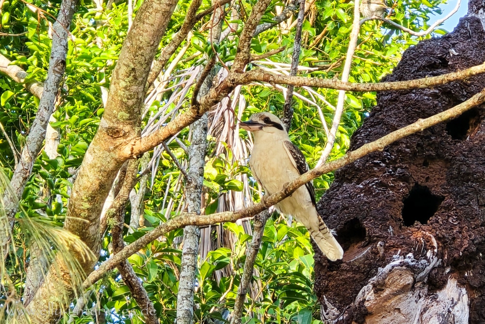 Lachender Hans an einem Baumtermitennest am Cape Hillsborough