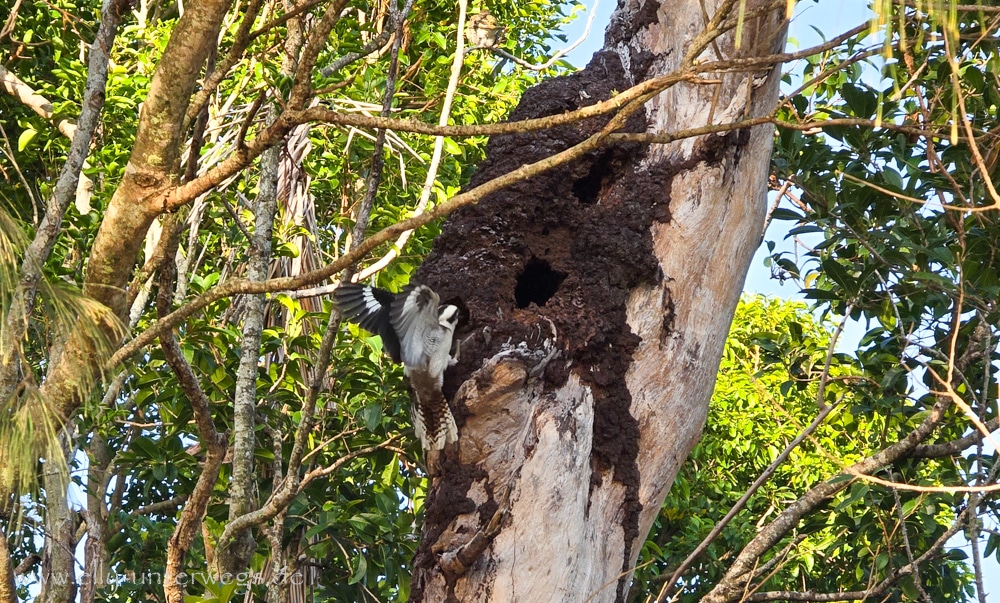 Lachender Hans an einem Baumtermitennest am Cape Hillsborough