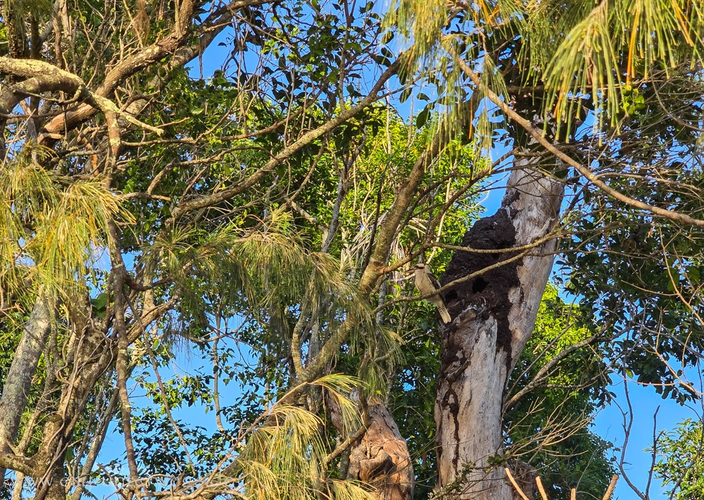 Lachender Hans an einem Baumtermitennest am Cape Hillsborough