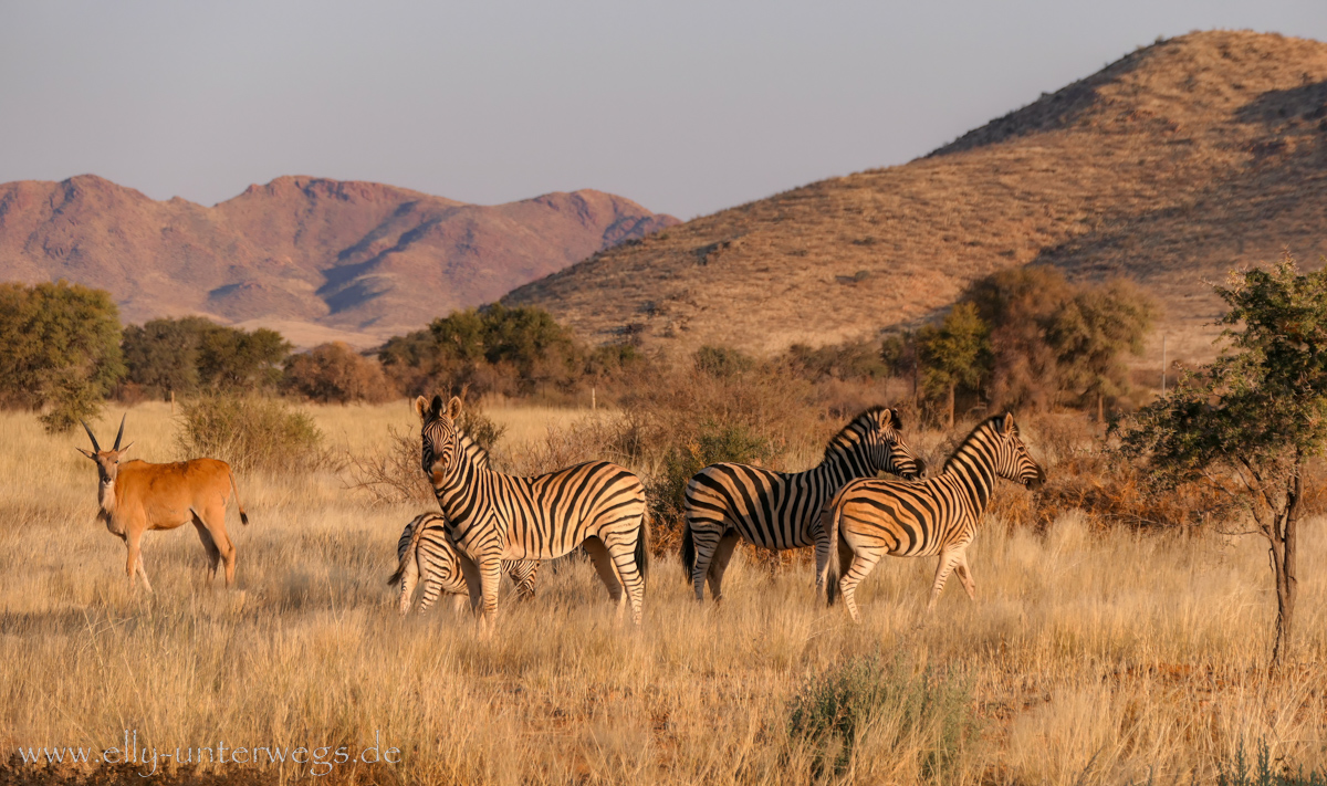 Safarifahrt zwischen NamibRand und Kalahari