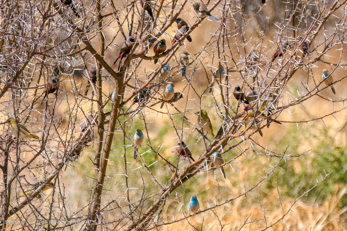 Namibia-Otjisazu-Farm-Windhoek-130.jpg