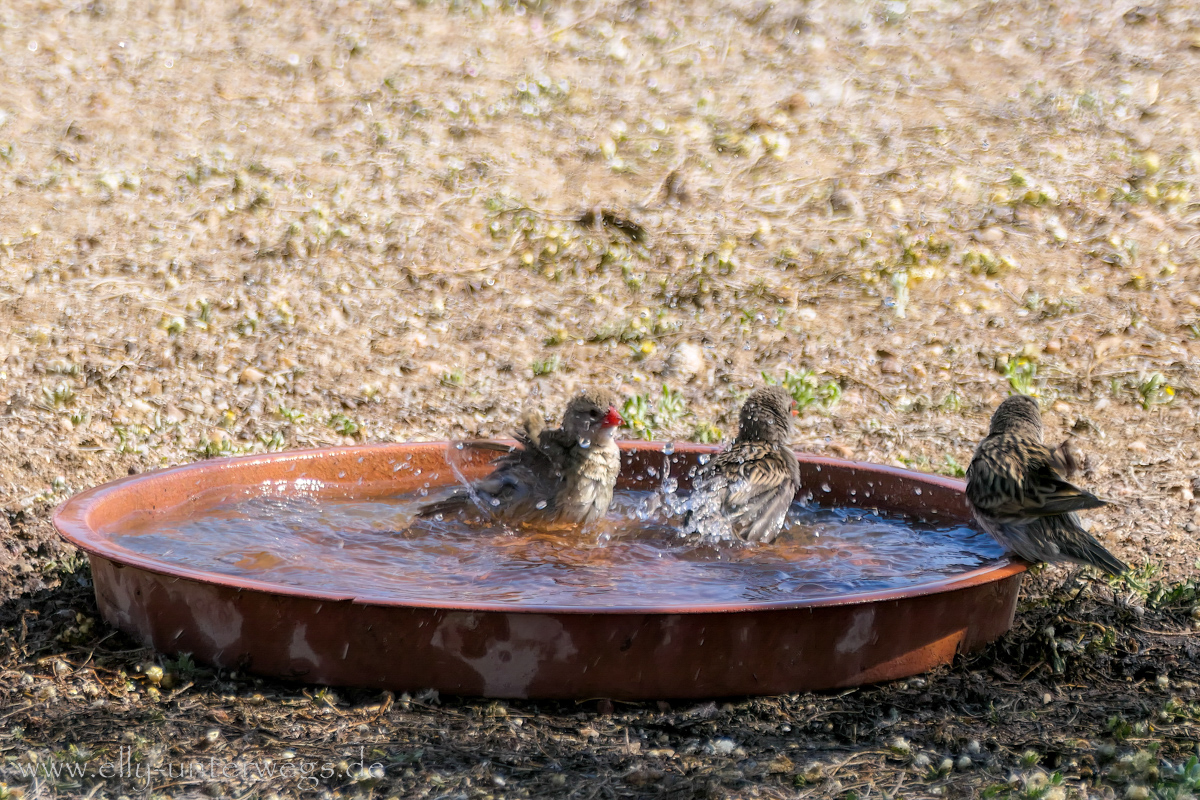 Namibia-Otjisazu-Farm-Windhoek-141.jpg