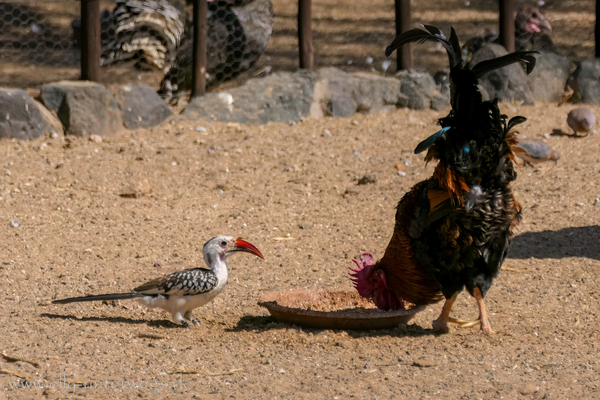 Namibia-Otjisazu-Farm-Windhoek-143.jpg