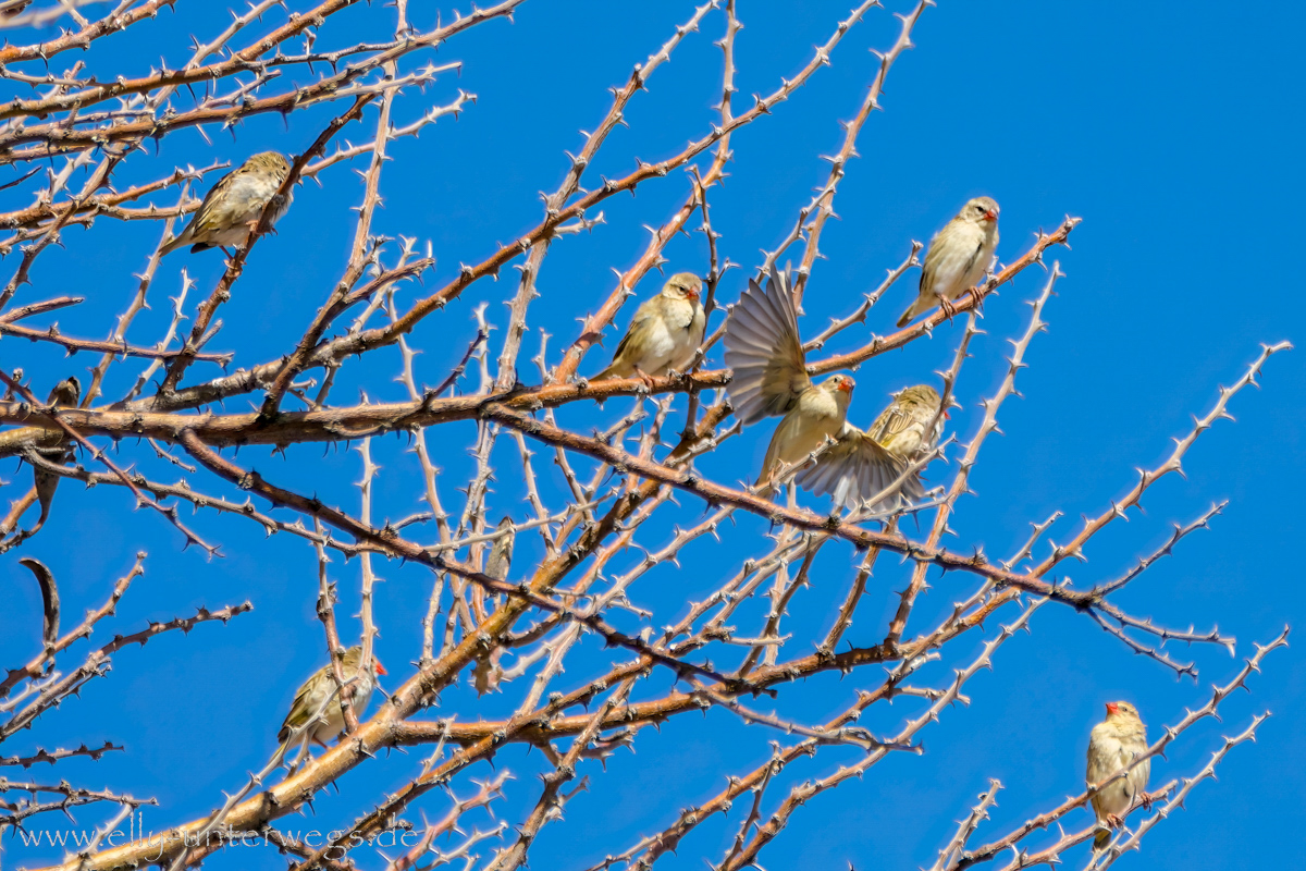 Namibia-Otjisazu-Farm-Windhoek-145.jpg