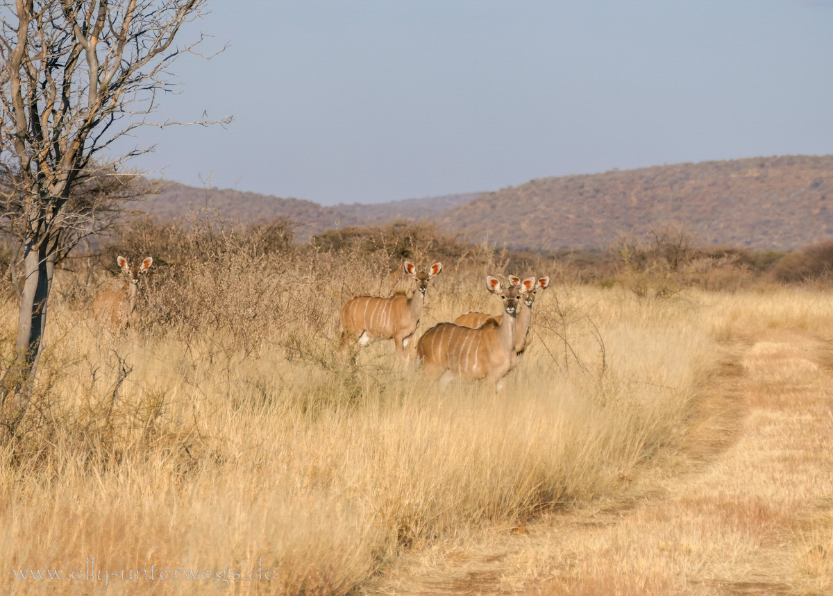 Namibia-Otjisazu-Farm-Windhoek-8.jpg