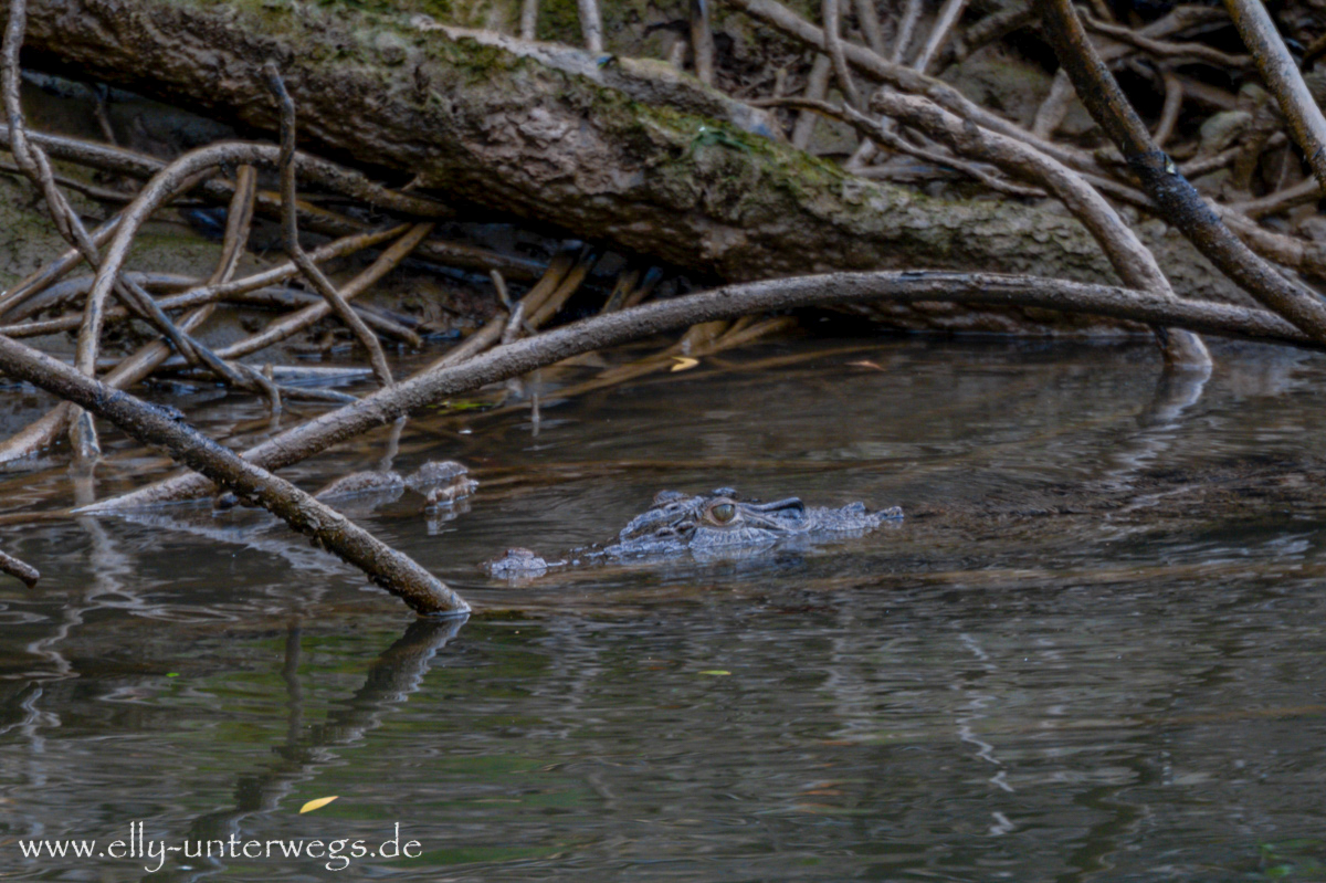 Daintree River Cruise: Flussufer und Mangroven im Regen