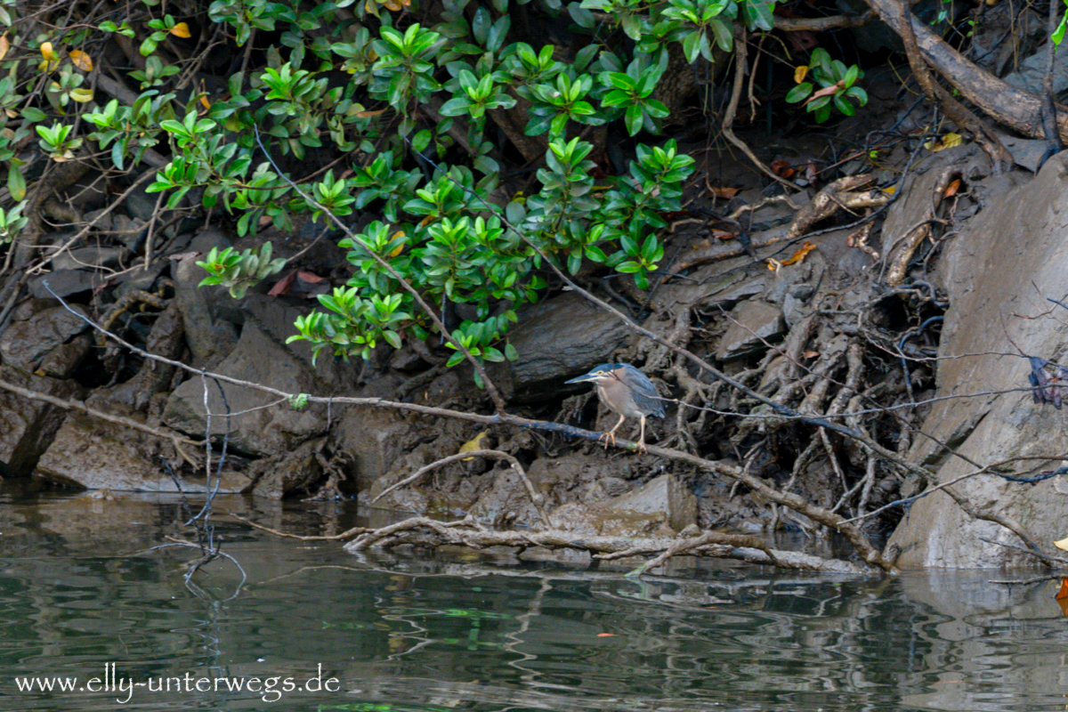 Mangroven am Daintree River: dichter Bewuchs am Ufer