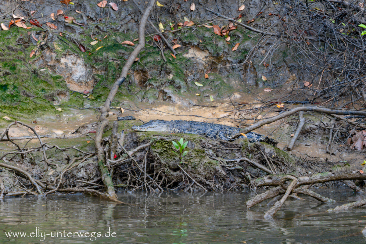 Daintree River: Regenwald und Mangroven entlang des Wassers