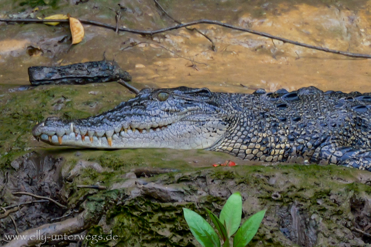 Daintree River Cruise: Ufer und tropische Vegetation