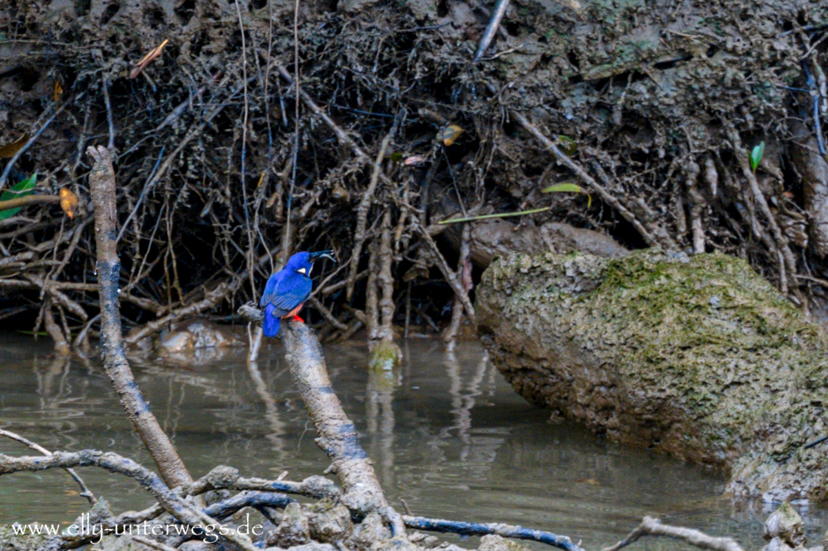 Daintree River: Vogelbeobachtung und Ufervegetation
