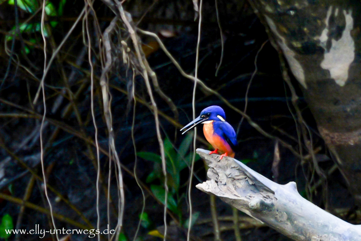 Azurfischer (Azure Kingfisher) am Ufer des Daintree River