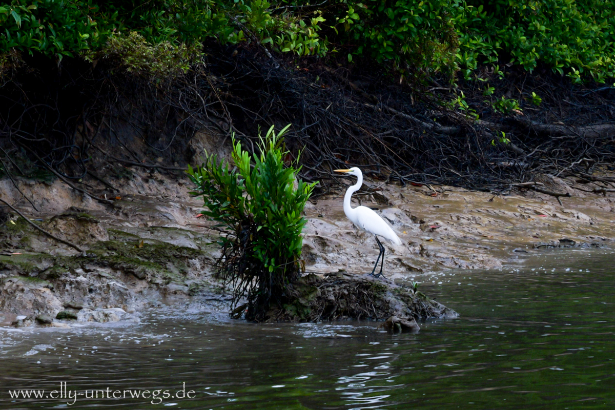 Daintree River: Regen, Nebel und tropische Stimmung