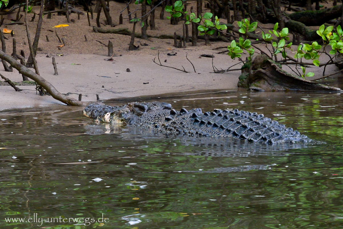 Daintree River Cruise: Blick über den Fluss bei diesigem Wetter
