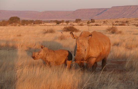 nashorn-namibia.jpg