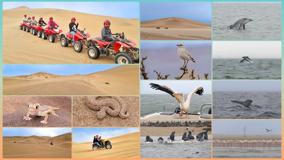 Walvis Bay:  Wüste & Meer, bunte Eidechsen, Wale – und ganz viel Spaß beim Dünensurfen